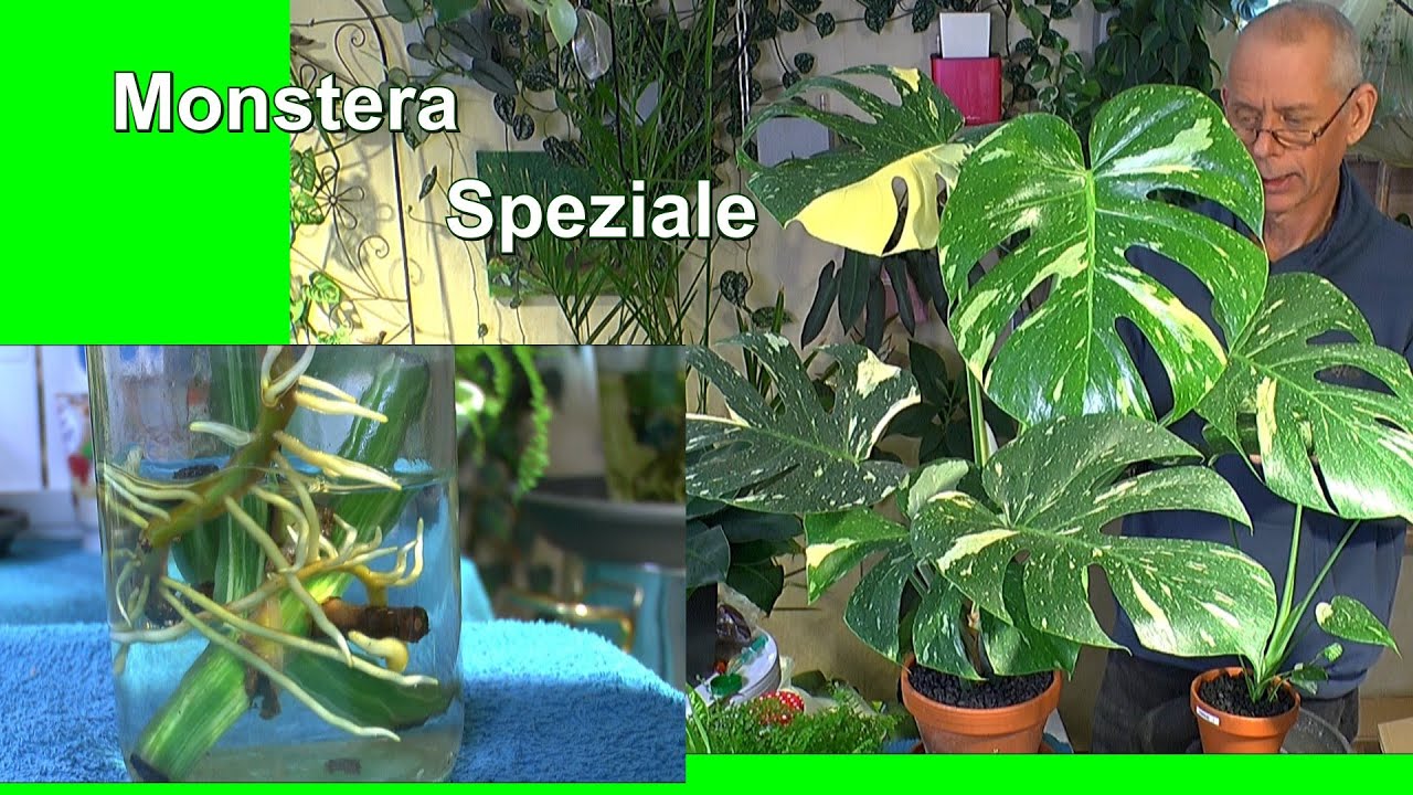 Monstera Versorgen Pflegen Vermehren Anzucht Spezial