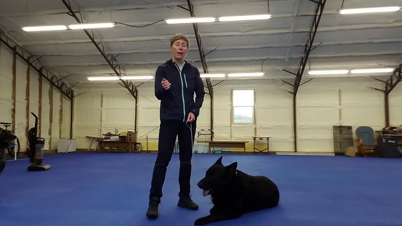 Intro to Sit in Motion with Marching Intermediate Dog Obedience Training