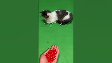 🌈reversed video Cat😻 #asmr #reverse #cat #reversevideo #catvideo #marblerun