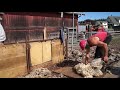 Lamb Shearing Sept 22