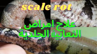 Snake scale rot  علاج امراض الثعابين  الجلدية  (عفن الحراشف)  أسرار تربية الثعابين  للمبتدئين