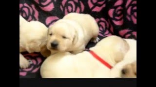 Chandler's Labradors Yellow Labrador Retriever Puppies