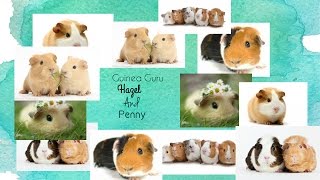 How To Clean A C and C Cage