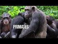 African CSOs Biodiversity Alliance  Securing A #FutureForGreatApes