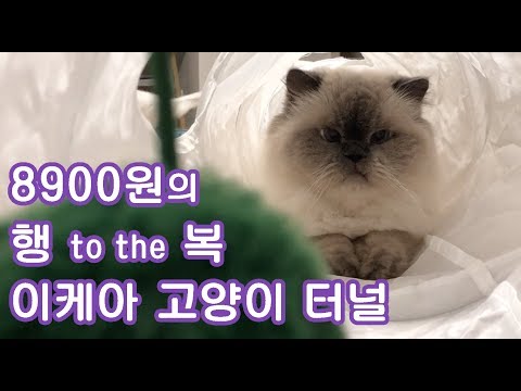 가성비 최고!!!  8900원 짜리 이케아 고양이 장난감