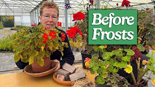 Before First Frosts: How to Protect Plants in Pots (incl Begonia, Salvia, Dahlia)