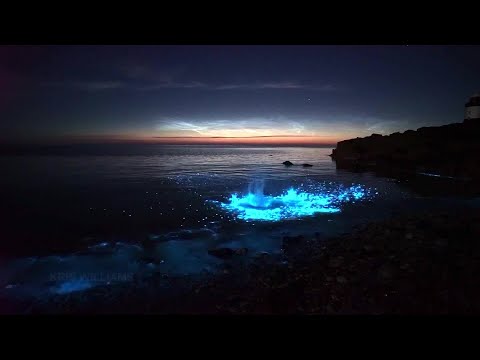 Video: Amazing nearby: luminous plankton