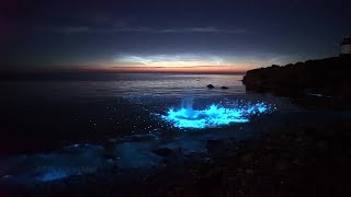 Plankton Light The Sea In Wales: 'It Really Is Something Magical'
