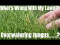 Classic case of overwatering DIY how to fix repair lawn fungus Melting Out, leaf spot, red thread.