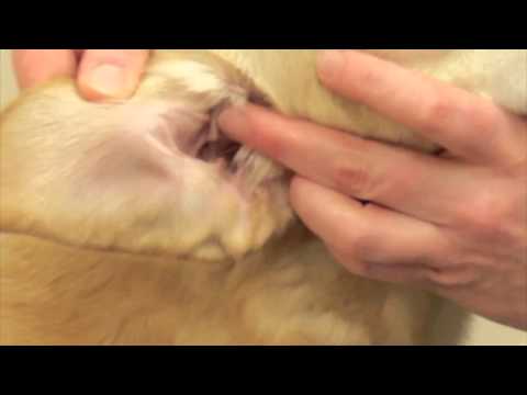 Larkmead Vets - How to Clean ears