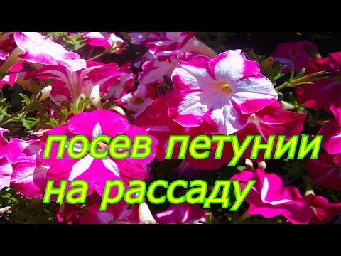 посев петунии на рассаду