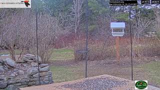 Northern Maine Birds