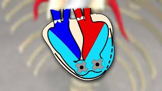 Soft Hearts, Smart Materials | dr. I. Marin