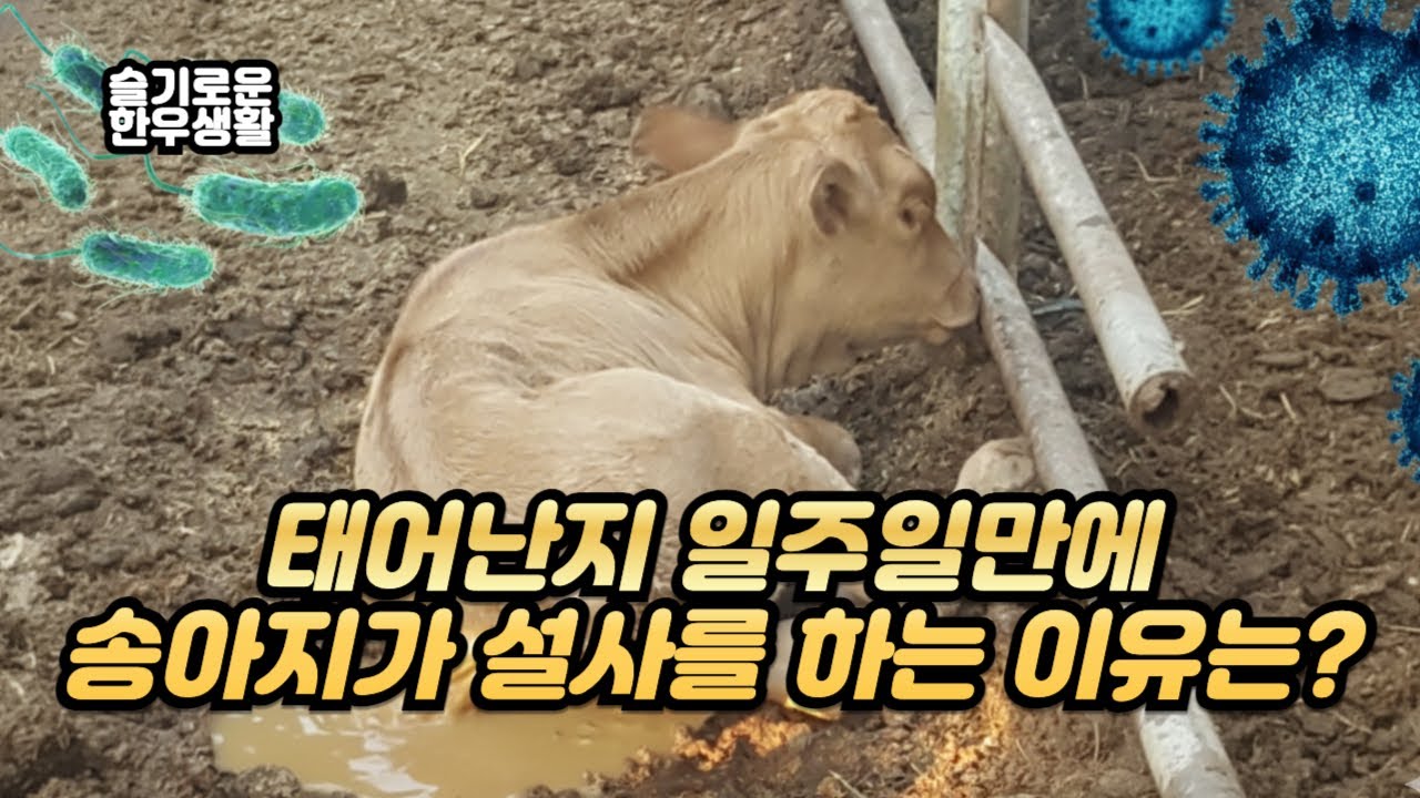 태어난지 일주일된 송아지가 갑자기 설사를 한다면?(feat.대장균성 설사)