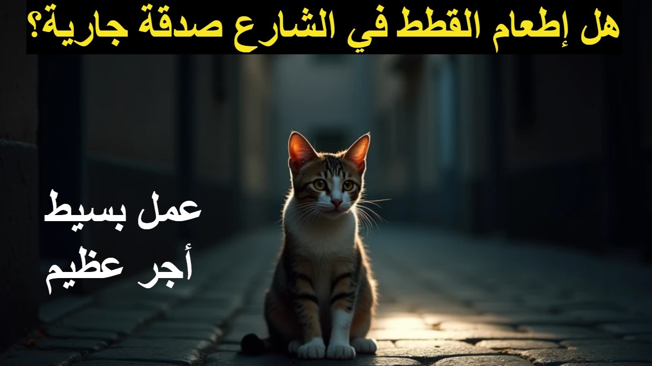 هل إطعام القطط في الشارع صدقة جارية؟