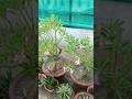 Phoolo me saher me ho ghar apna #adenium #nature #desertrose #bonsai #adeniumplant