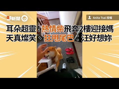 柴柴耳朵超靈！一聽媽回來熱情甩尾燦笑迎接｜寵物動物｜柴犬｜精選影片
