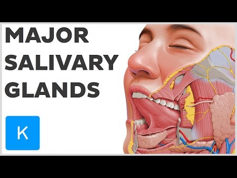 What are the Major Salivary Glands? - Human Anatomy | Kenhub