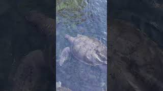 Giant sea turtles swimming wildlife 4k respect