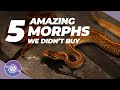 5 BEST Ball Python Morphs We DIDN'T Buy | #ballpython #snake #reptiles