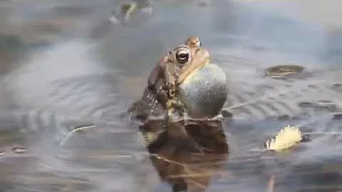 FROG SOUNDS COMPILATIONS 