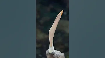 Настоящий пеликан / A real pelican #пеликан #птица #природа