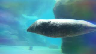 Seal swimming happily upside down
