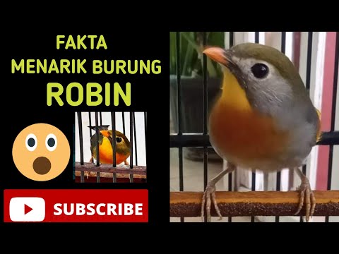 Video: Hutan liar: Robin ialah burung kecil, tetapi sangat bangga