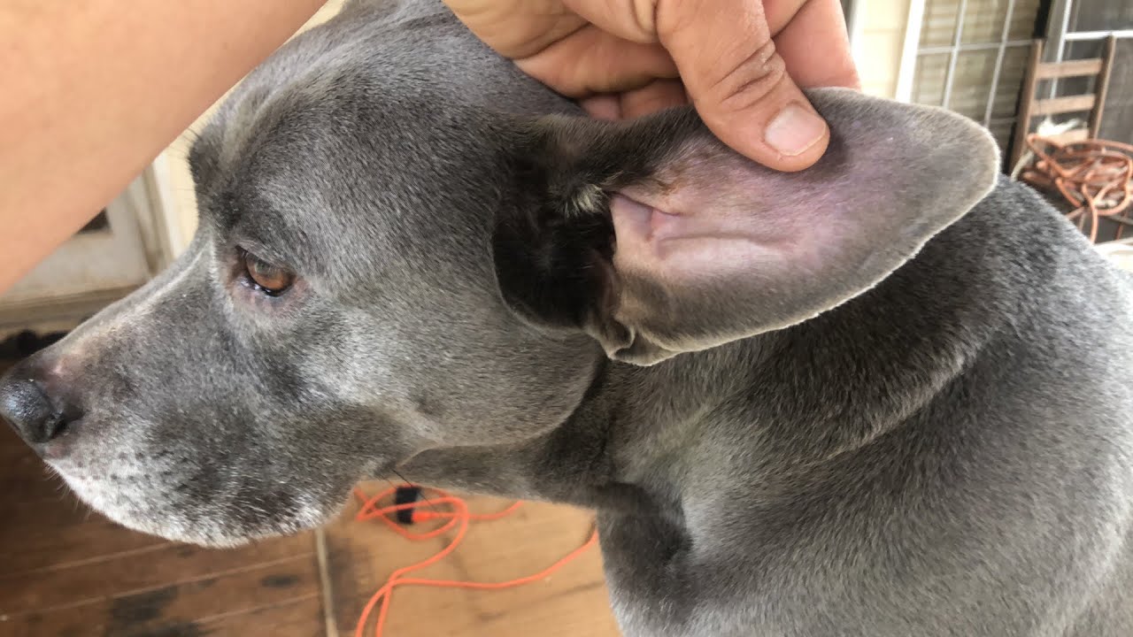 Why Are The Edges Of My Dogs Ears Crusty Updated February 2023 why-are-the-edges-of-my-dogs-ears-crusty-updated-february-2023
