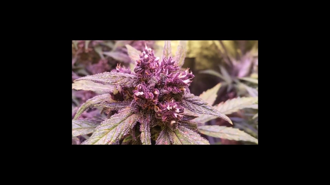 Timelapse of Blackcream autoflower from sweetseeds!