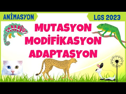 8. SINIF MUTASYON MODİFİKASYON ADAPTASYON