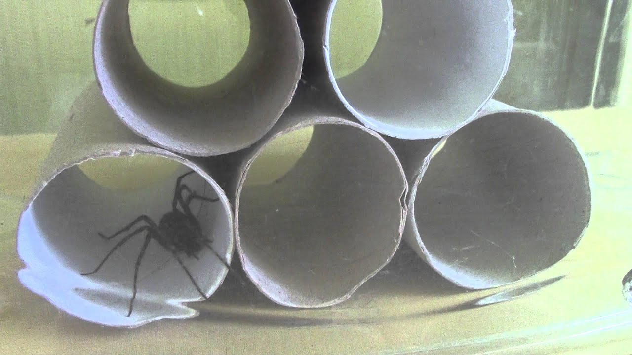 Video De Comment Faire Une Maison Pour Une Araignée
