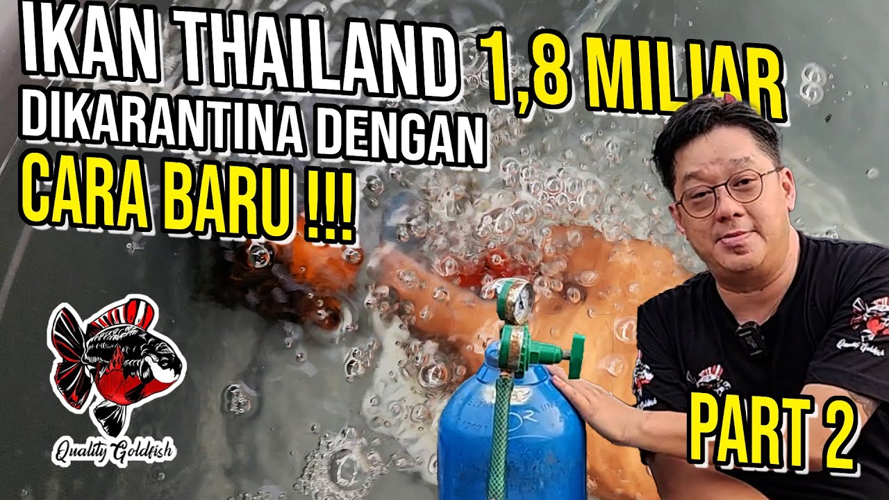 INI DIA CARA BARUNYA‼️ KARANTINA IKAN 1,8 M ‼️ PART 2
