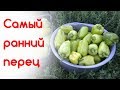 Мой сладкий перец. Самые ранние сорта