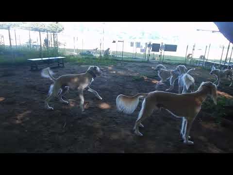 サルーキ　木蔭の中でのプチオフ会♪（Saluki)