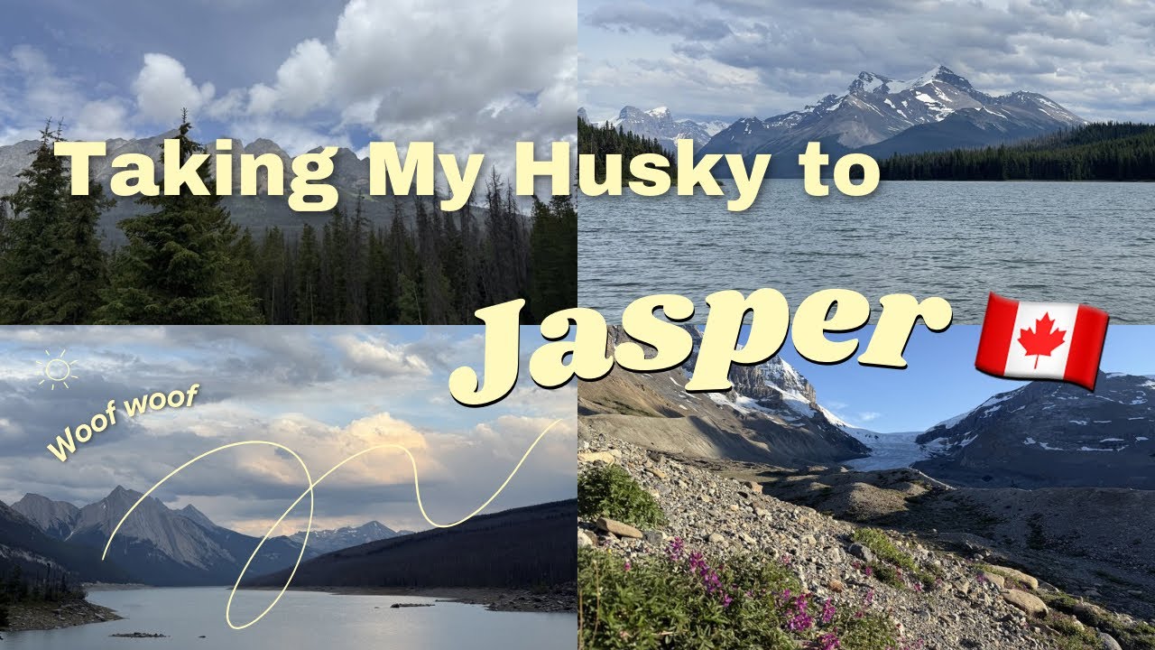 I took my Huskies to Jasper NP, Canada. 🇨🇦 #Travel #Jasper #Canada #ท่องเที่ยว #ฮัสกี้ #แคนาดา 