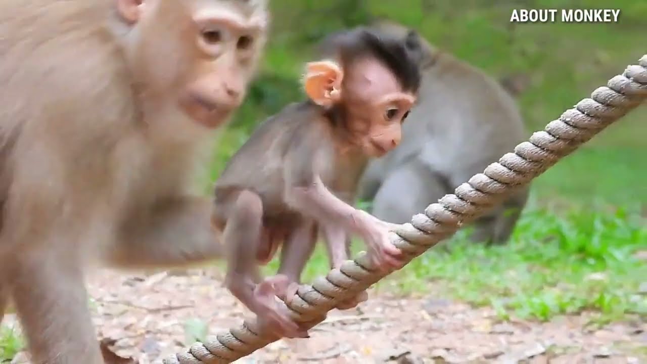 Wow ! Baby Monkey Rex Leaning To Walk On Rope And Mom Monkey Rose Take Care