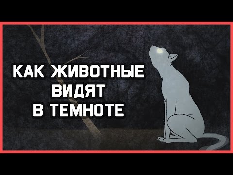 Edu: Как животные видят в темноте