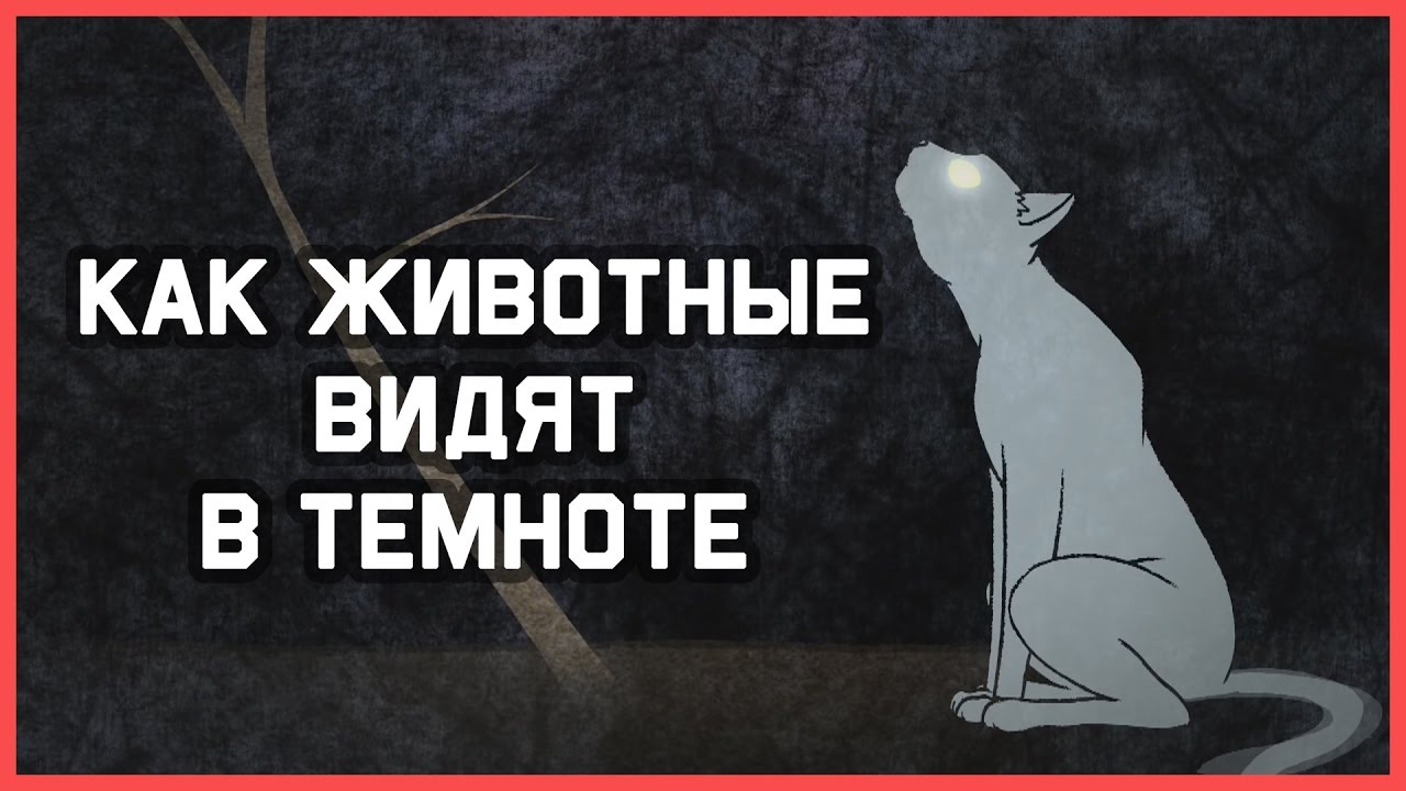 Видят ли мыши в темноте. Животные видят в темноте. Видят ли собаки в темноте. Собаки хорошо видят в темноте. Кошки хорошо видят в темноте.