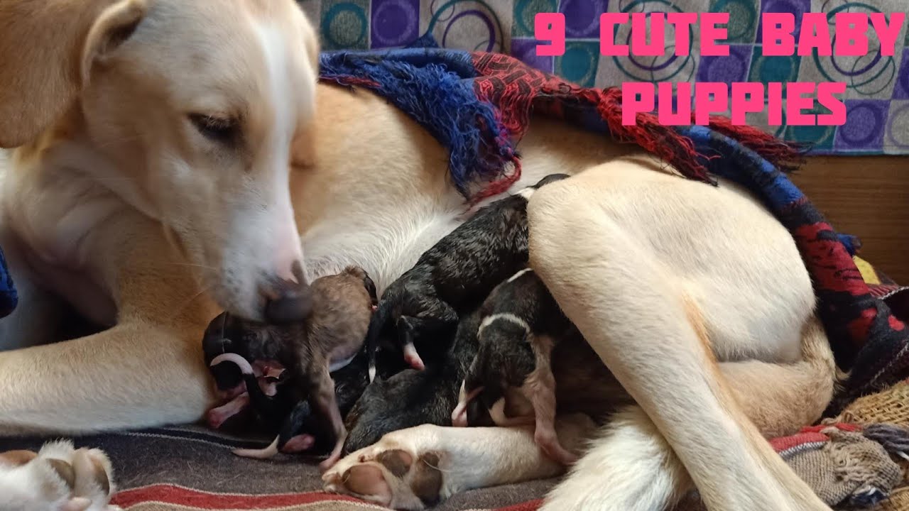 Vlog 5 Baloongri Give Birth To 9 Cute baby Puppies.Dog Give Birth To