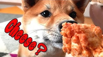ヒマラヤチーズ Youtube