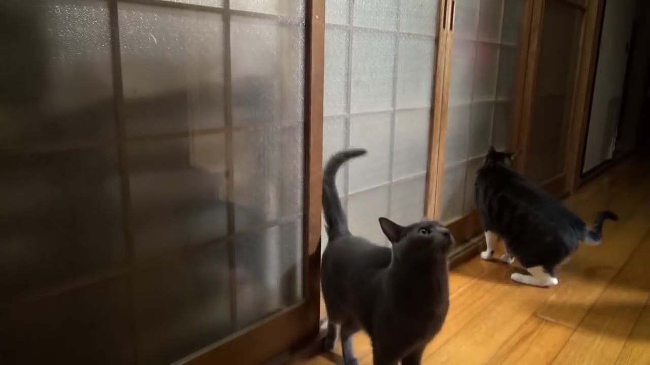 What a polite cat. - YouTube