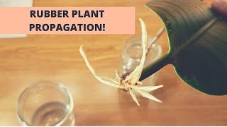 *please read the pinned comment/update for an important update*what's
up, plant nerds?here's update 1 on my rubber propagation project. any
thoughts? s...