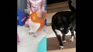 Cuidado Sonya. #cat #cats #catvideos #catshorts #catlife #catvideo #catmemes