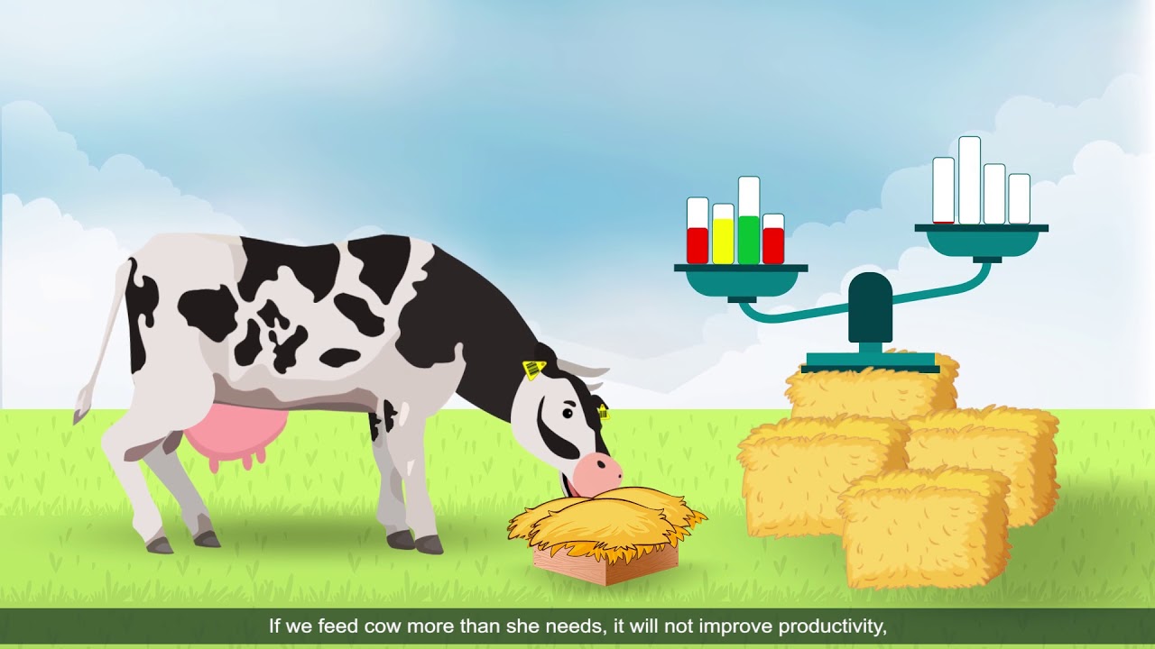 პირუტყვის კვება და პროგრამა რაციოლი / Cattle feeding and program Rac