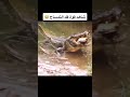 شاهد قوة فك التمساح