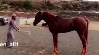 Download Lagu Youssef zaad(9) MP3