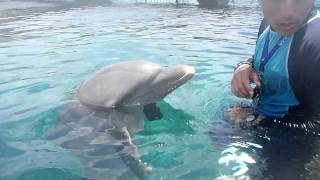 William Playing With The Dolphins In Cozumel, Mx