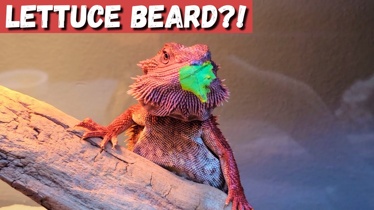 Bearded Dragon's FUNNIEST Snack Fail Yet! 🥬😂 | Lettuce Beard Moment