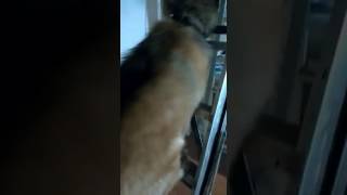 Fei Jai climbing the ladder